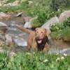 The trail up the pass was hot and rocky. Maggie took advantage of the snowmelt to cool off. 
